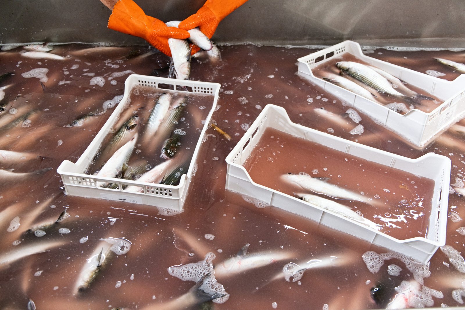 19 - consorzio-pontis-scelta-pesce0033-1 1